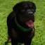 Franklin's Dog icon
