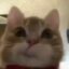 jeff icon