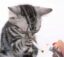 Cig Cat icon