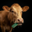 RAM Calf X icon