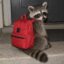 raccoon wif backpack icon