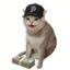 Paid Cat icon