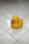 Duck icon