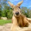 Kangaroo Market icon