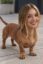 sydney weenie icon