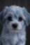 The Blue Chip Pup icon