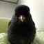 robin icon