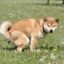 dogshit icon