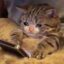 CryCat icon