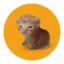 BUY THIS CAT icon