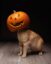 Pumpcat icon