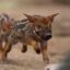 Hog Dog icon