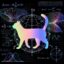 Quantum Cat icon