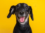 black dog icon