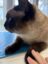 Mack Cat icon