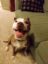 stupid pitbull icon