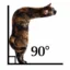 Right Angle Cat icon