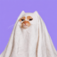 Ghost Cat icon