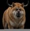Ansem Inu icon