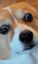 Dookie ? icon