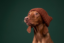 ticker icon