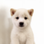 profile pup icon