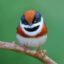 Red Headed Tit icon