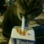 Smoking Cat icon