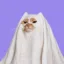 Phantom Cat icon