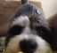 Shark dog icon
