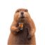 Random Beaver Shot icon