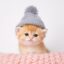 Kitten icon