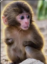 Nina The Monkey icon
