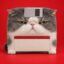 Memory Cat icon