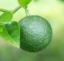KabosuCoin icon