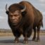 Mike Bison icon