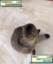 FAT Pokemon CAT icon