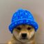 Dog Wif Stonk icon