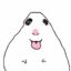 hamstermeme icon
