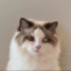 Cupsey's CAT icon