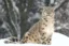 SNOW LEOPARD icon