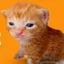 Buy This Cat icon