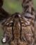 UpSideDownTiger icon
