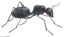 Ants icon