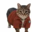 notioncat icon