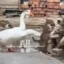 Cat V Goose icon