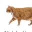CatGPT icon
