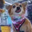 Qubit The Dog icon