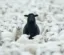 The Black Sheep icon