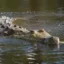 The Pandan Crocodile icon